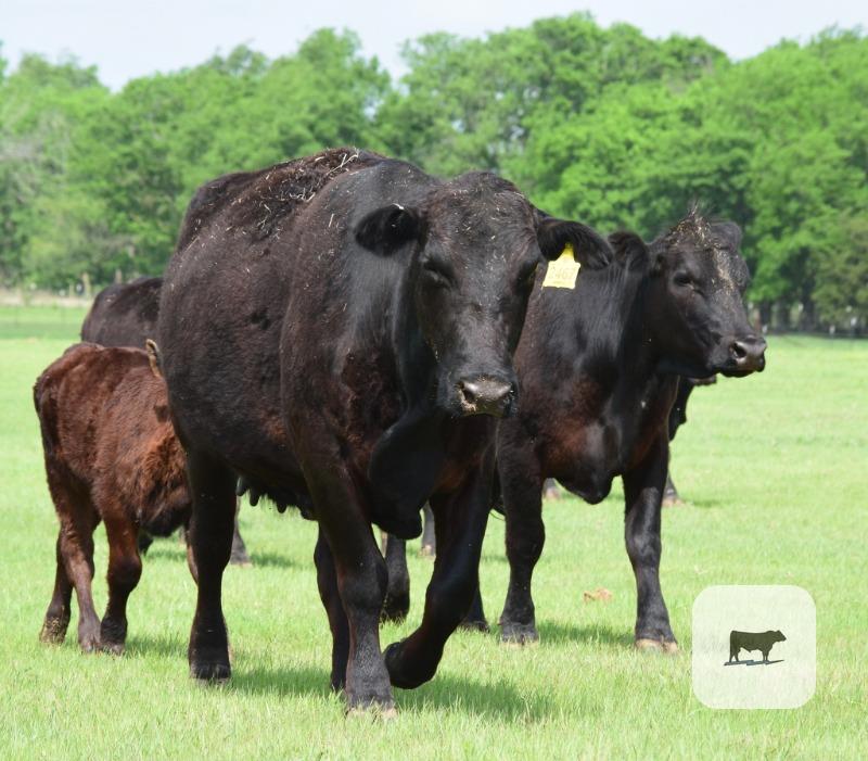 Cattle Range Listing Photo