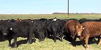 55 Angus, BWF & Red Angus Cows... Central TX