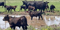 140 Angus & 'BWF' Pairs... TX South Plains