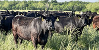 41 Angus & BMF Cows... Southwest MO