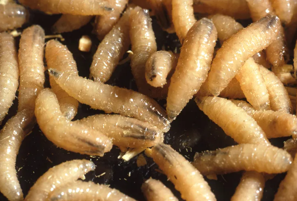 New World Screwworm Found 70 Miles from U.S./Mexican Border