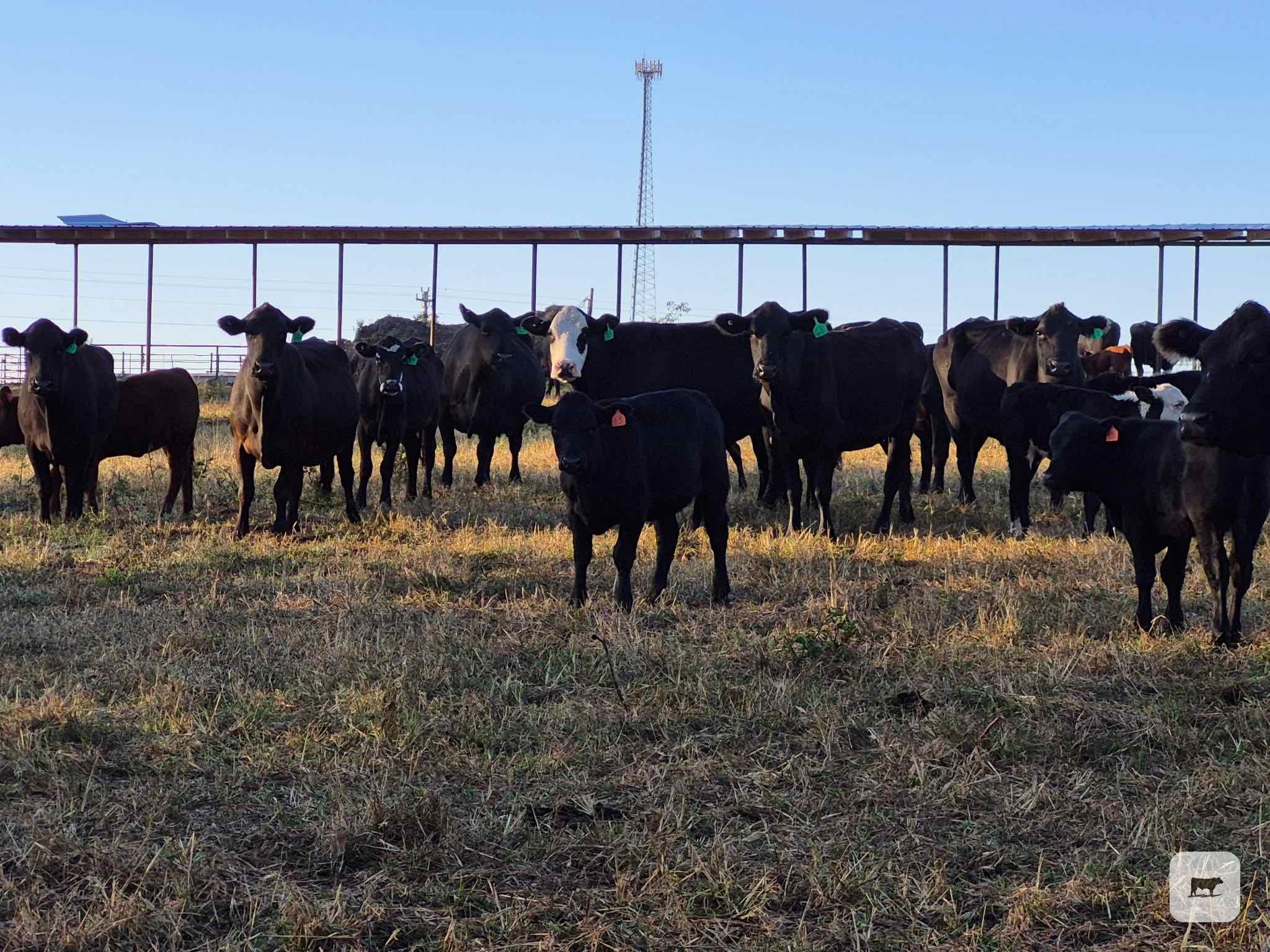 Cattle Range Listing Photo