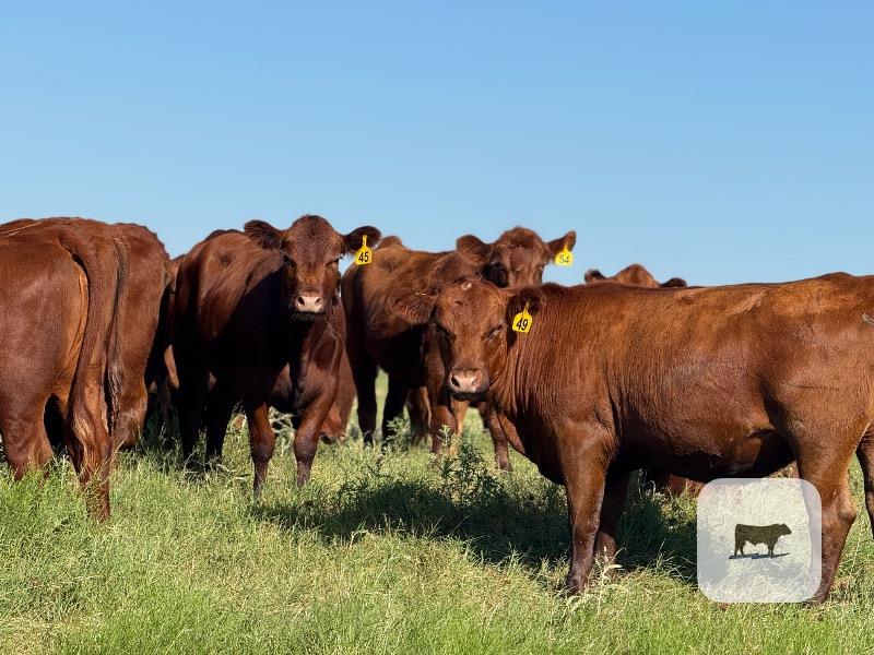 Cattle Range Listing Photo