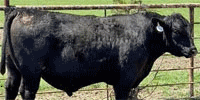 2 Reg. Angus Bulls... Central OK