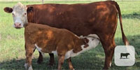 1 Reg. Hereford Pair... Central TX