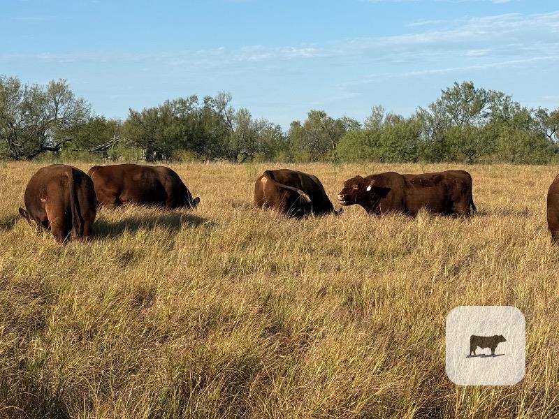 Cattle Range Listing Photo