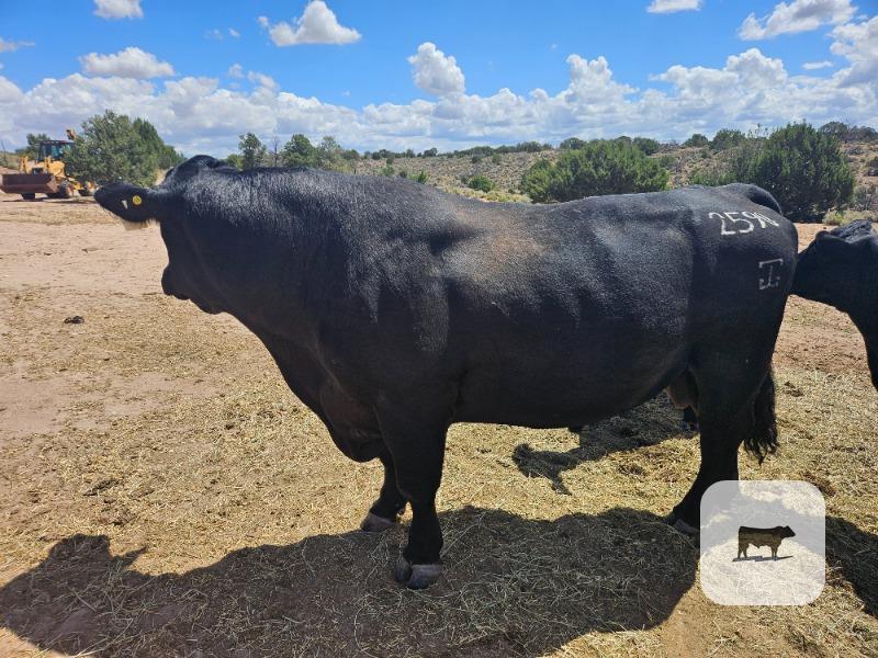 Cattle Range Listing Photo