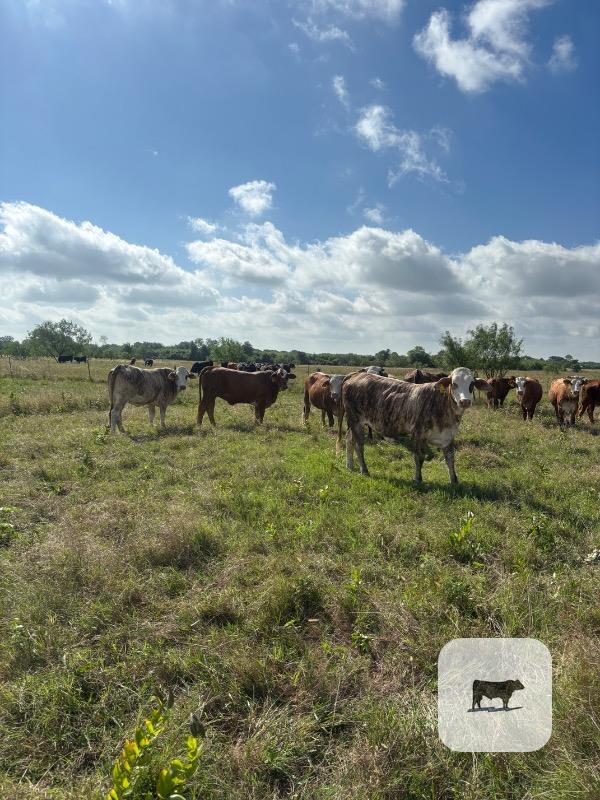 Cattle Range Listing Photo