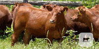 50 Red Angus Rep. Heifers... Central TX