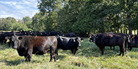 42 Angus Cows... SW Missouri
