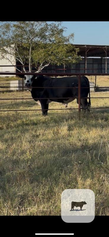 Cattle Range Listing Photo 3