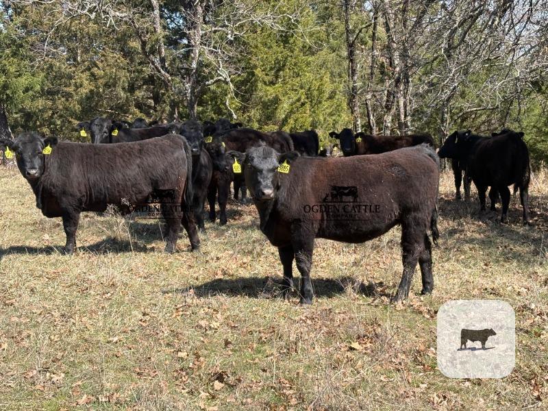 Cattle Range Listing Photo