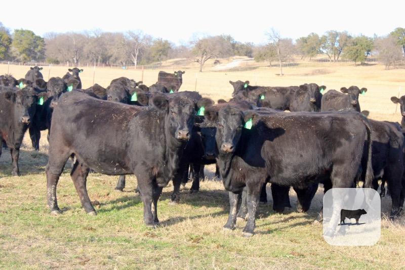 Cattle Range Listing Photo