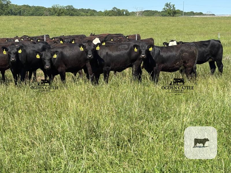 Cattle Range Listing Photo