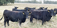 16 Angus & BWF Cows... Southwest MO