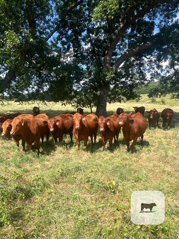 Cattle Range Listing Photo