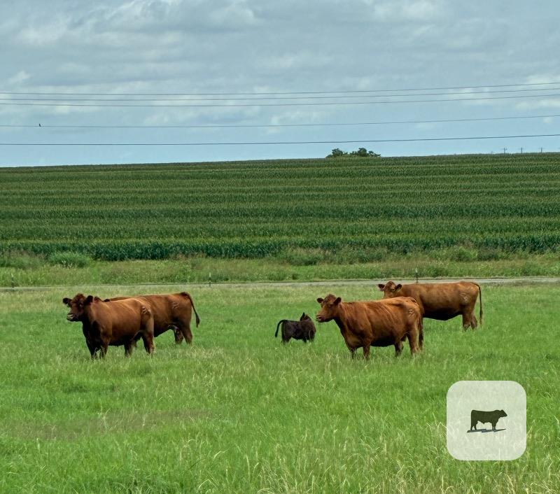 Cattle Range Listing Photo