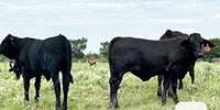 50 Brangus & Brangus Cross Rep. Heifers... Central TX