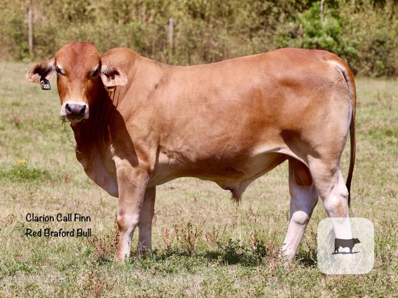 Cattle Range Listing Photo