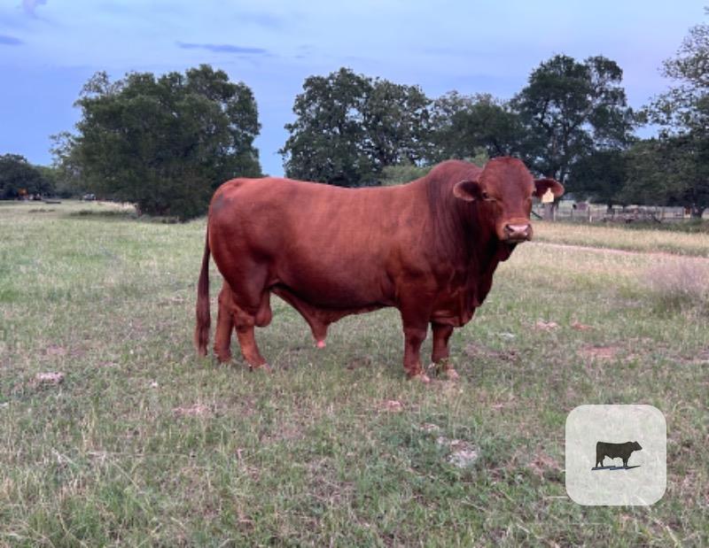 Cattle Range Listing Photo