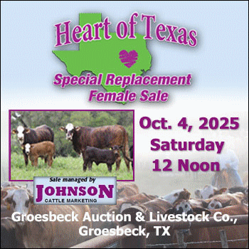 Johnson Cattle Marketing’s Heart of Texas Special Replacement Female Sale