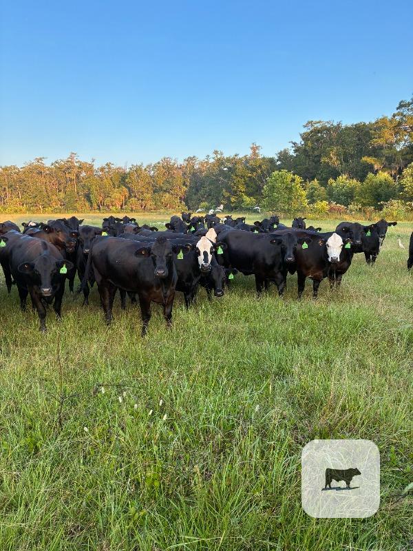 Cattle Range Listing Photo