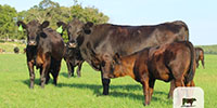 19 1st-Calf Angus Pairs... Central TX