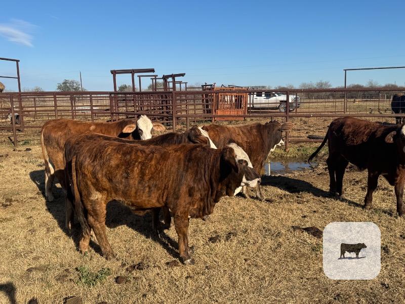 Cattle Range Listing Photo