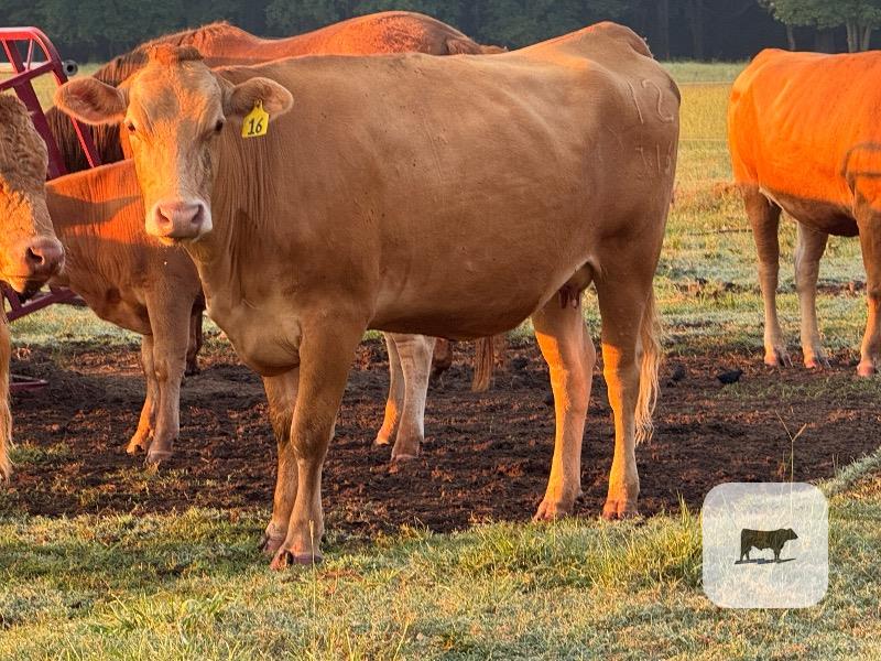 Cattle Range Listing Photo