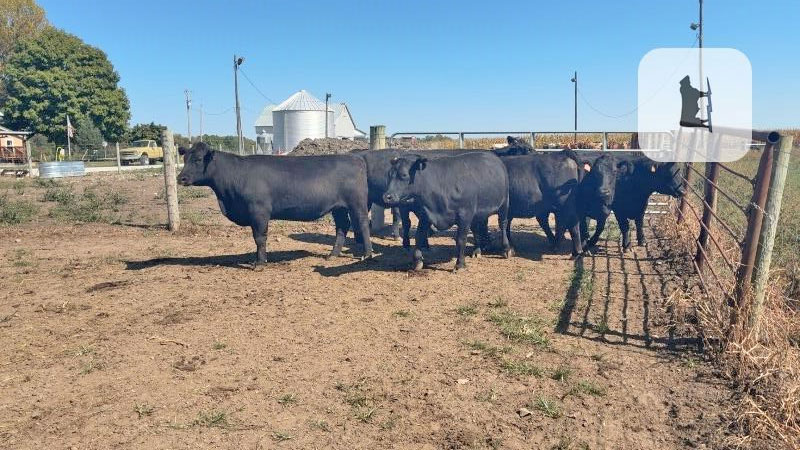 Cattle Range Listing Photo