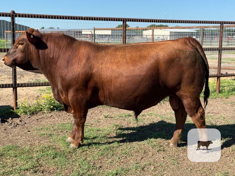 Cattle Range Listing Photo