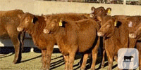 30 Red Angus Rep. Heifers... Central TX