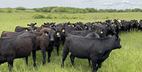 118	Angus & BWF Bred Heifers... Southwest MO