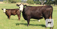 7 Angus Cross 'BWF' 2nd-Calf Pairs... Central TX