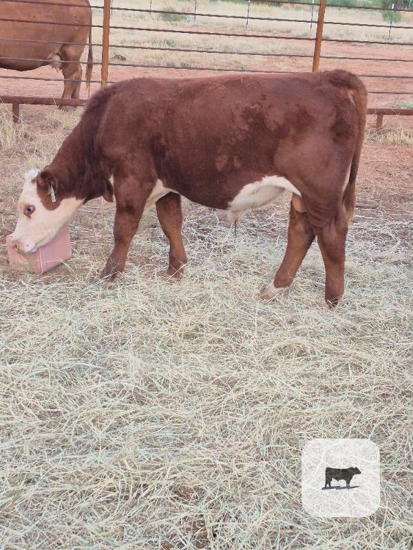 Cattle Range Listing Photo