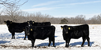 55 Angus & BWF Bred Heifers... Southwest MO