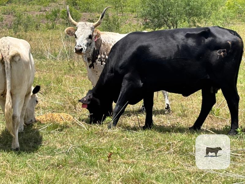 Cattle Range Listing Photo
