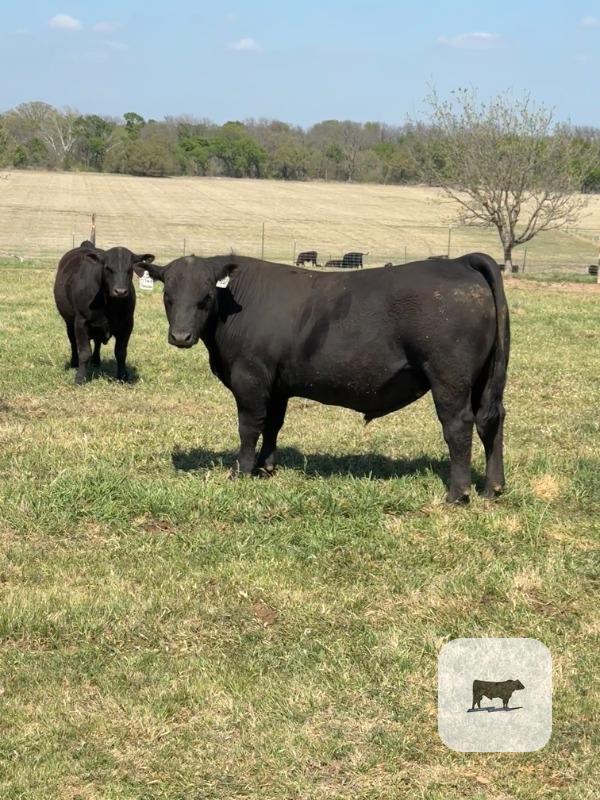 Cattle Range Listing Photo