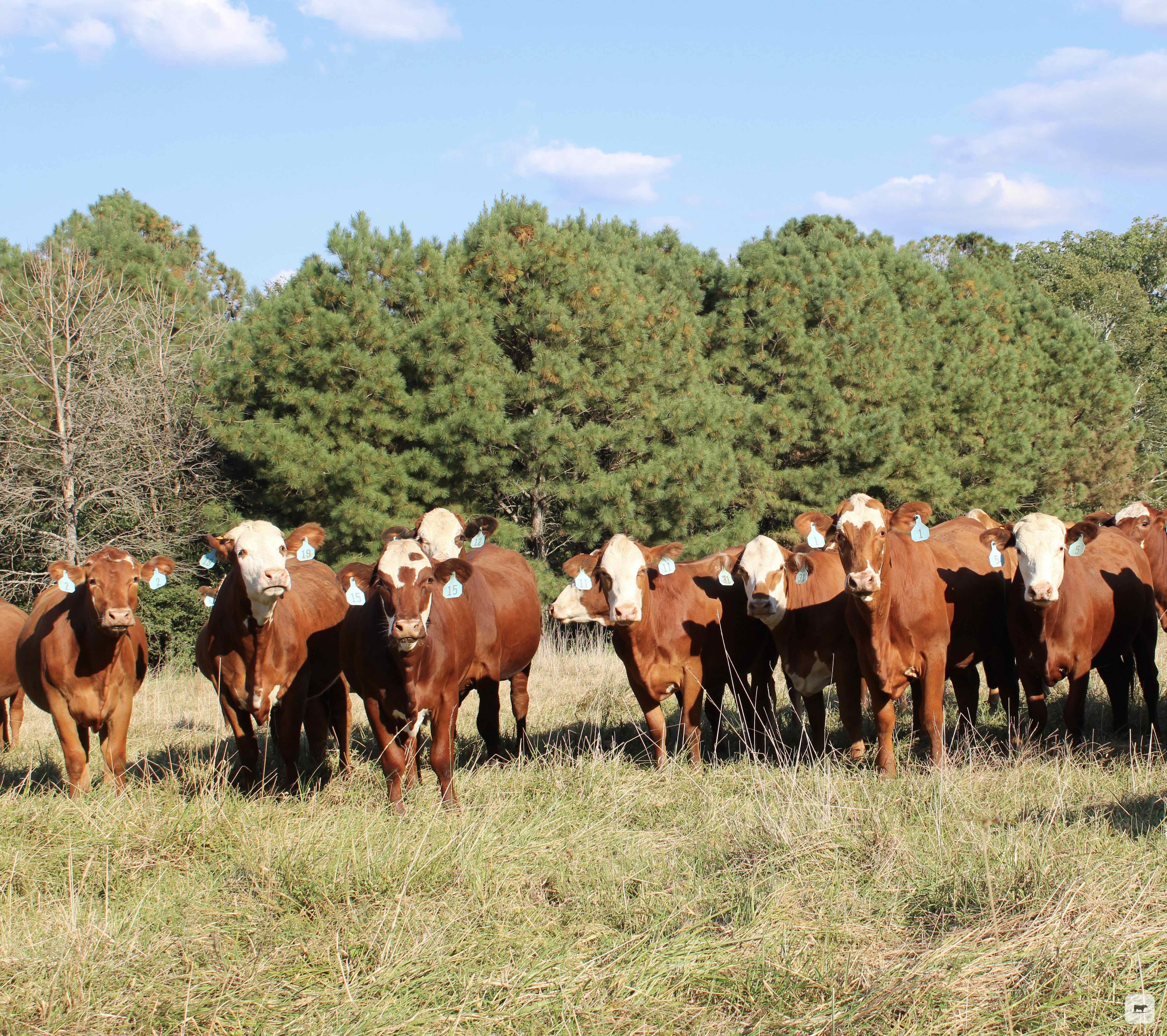 Cattle Range Listing Photo