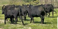 7 Angus Bred Heifers... Northeast OK