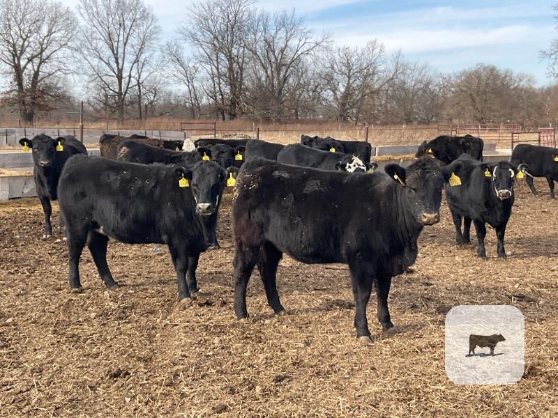 Cattle Range Listing Photo