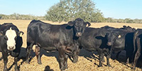 35 Brangus Cross Bred Heifers... South TX