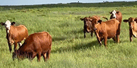 60 Brahman Cross & Santa Gertrudis Cross Bred Heifers... South TX