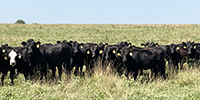 55 Angus & BWF Rep. Heifers... SW Missouri