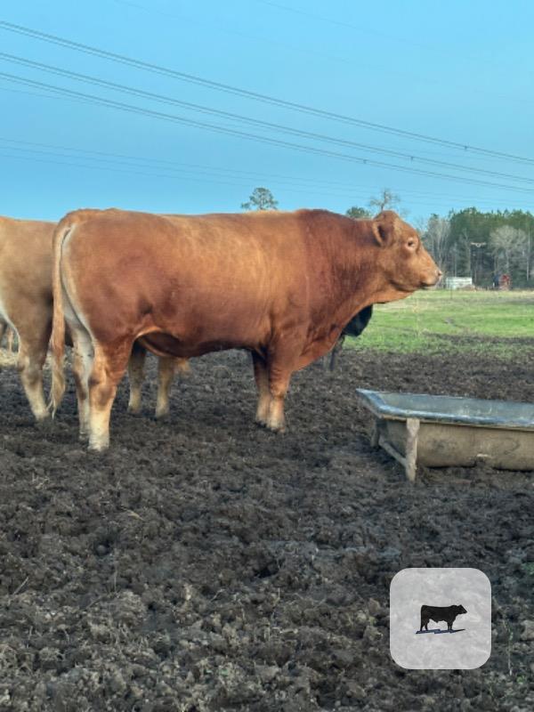 Cattle Range Listing Photo