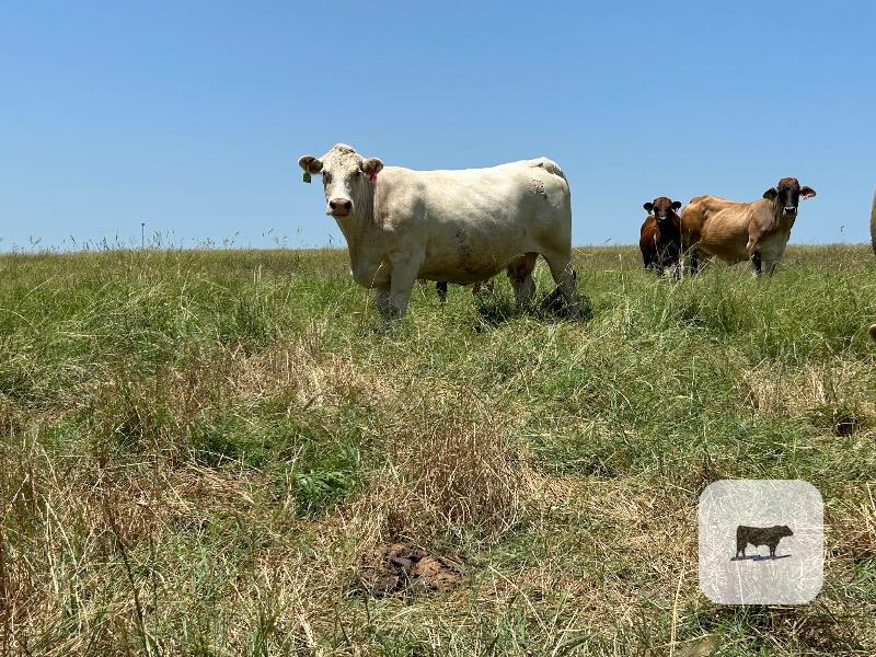 Cattle Range Listing Photo