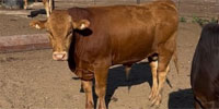 5 Reg. Akaushi Bulls... Central KS