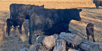 46 Angus & 'BWF' 1st-Calf Pairs... TX Panhandle