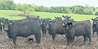 55 Angus Bred Heifers... Southwest MO