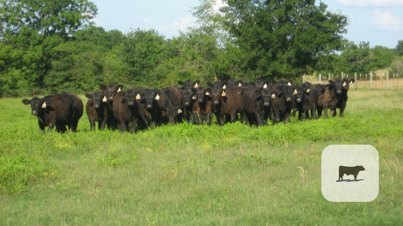 Cattle Range Listing Photo